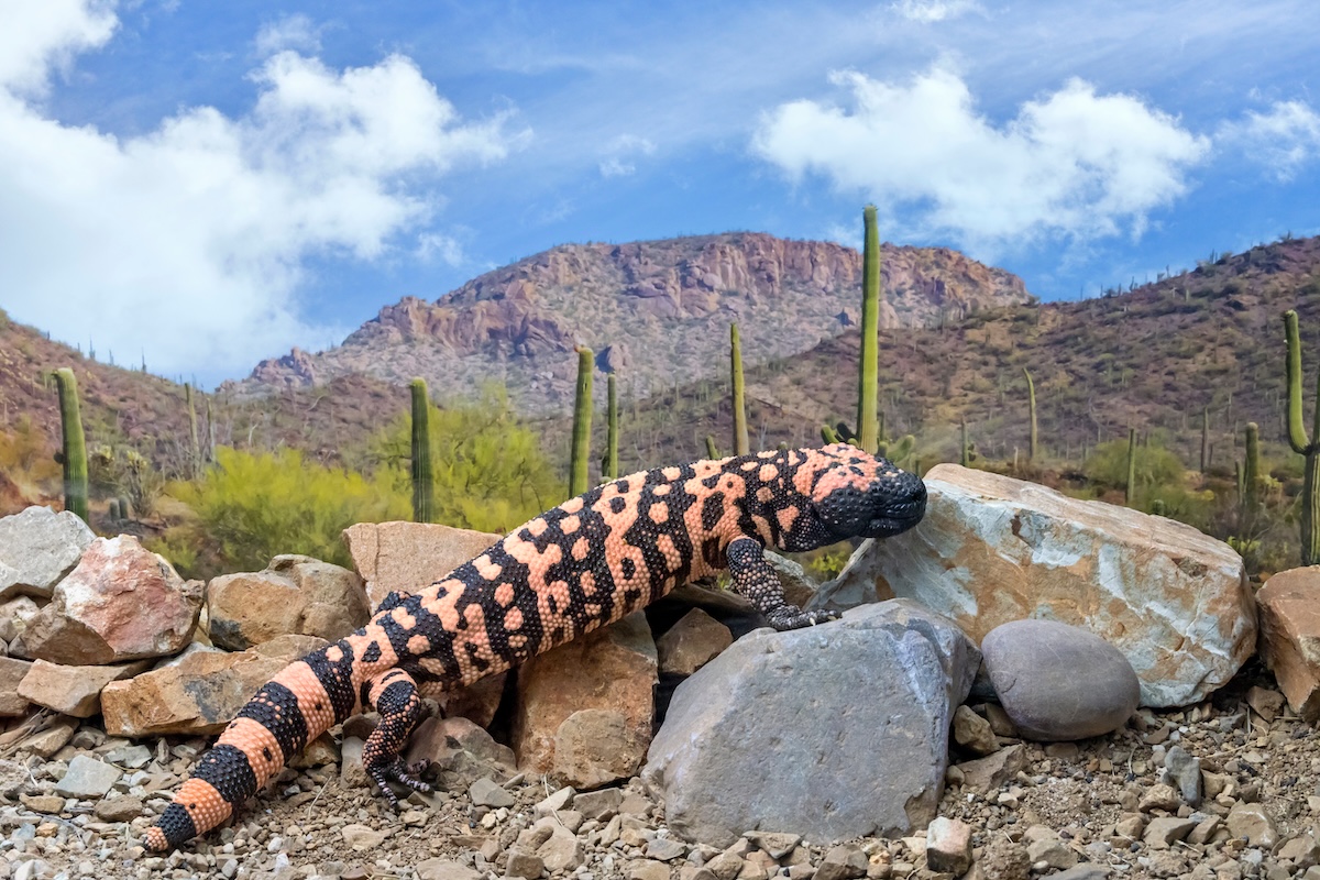 Gila monster, a black and orange spotted lizard, climbing over rocks in a desert landscape