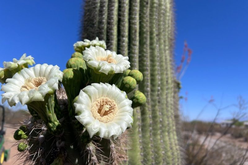 a saguaro cactus with multiple big white flowers sprouting from its arms