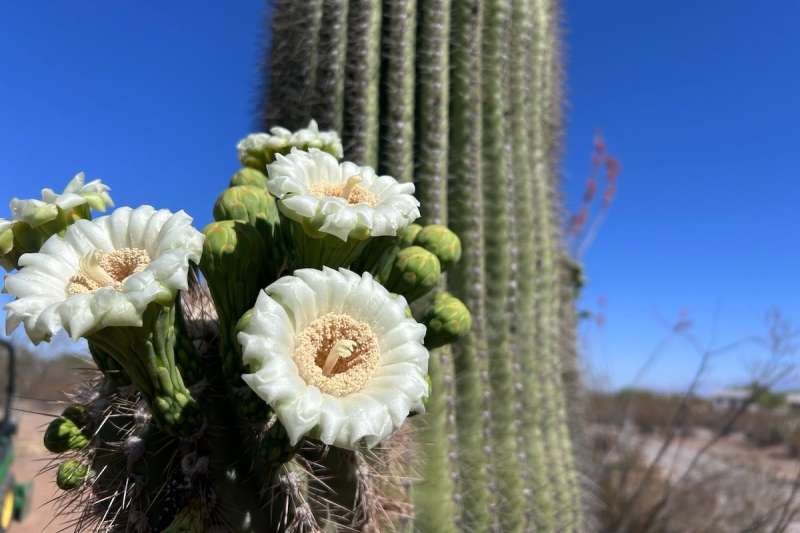 a saguaro cactus with multiple big white flowers sprouting from its arms