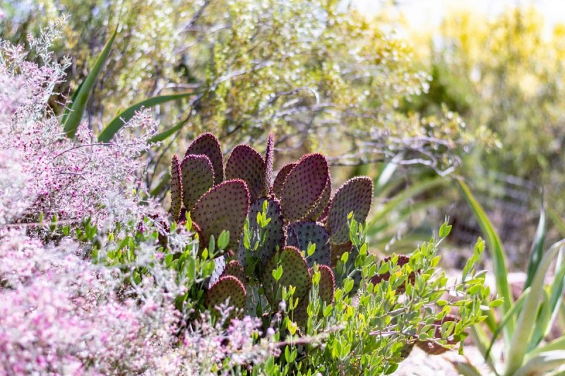 A succulent in an Arizona garden