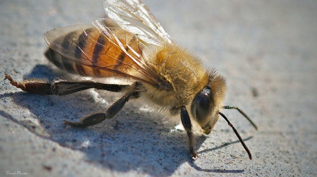 Arizona killer bees are dangerous to people and pets. How to stay safe