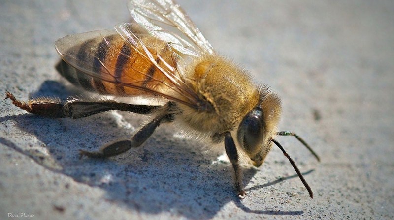 Africanized bee