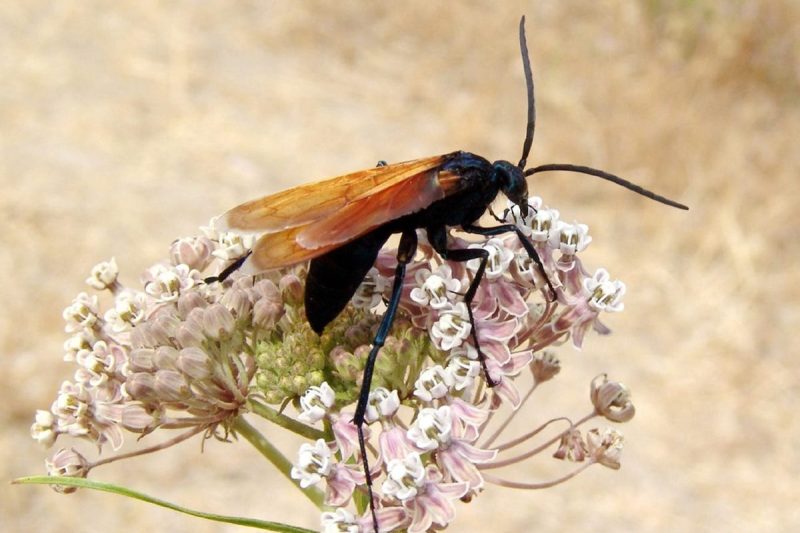 tarantula hawk on a flower