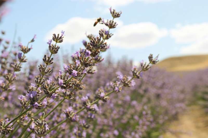 wild lavender plants growing in a field