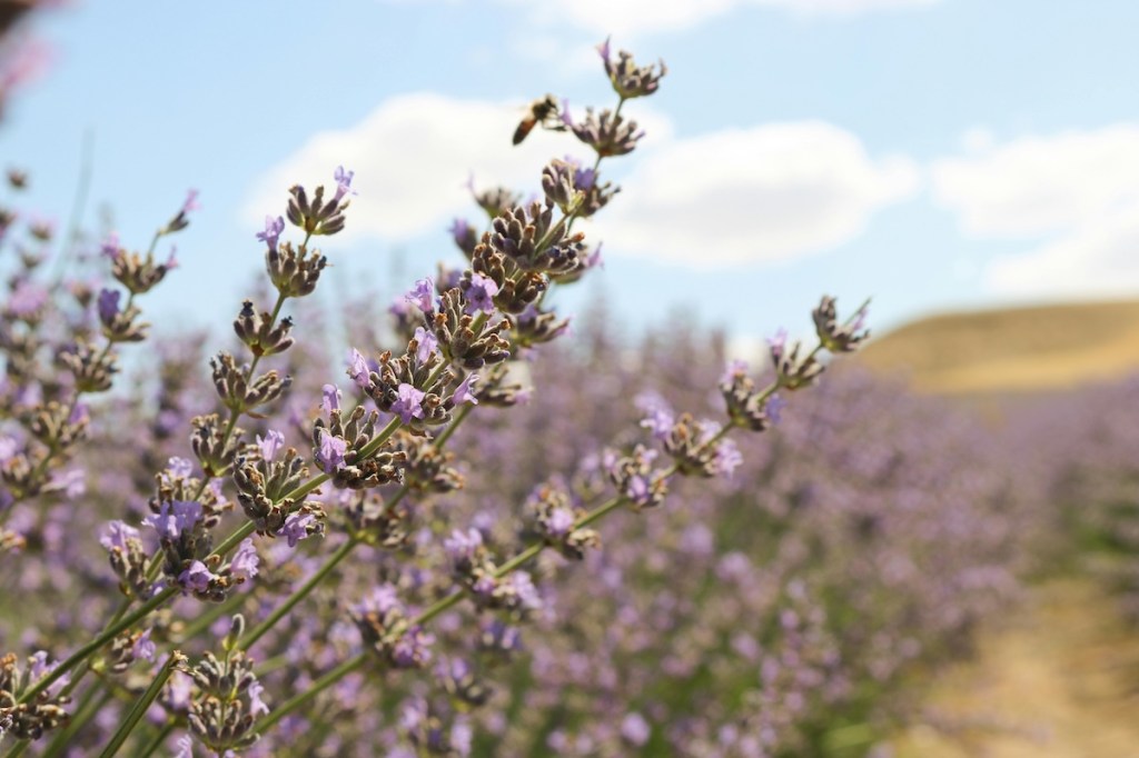 15 Arizona events to check out this weekend (June 12-14)