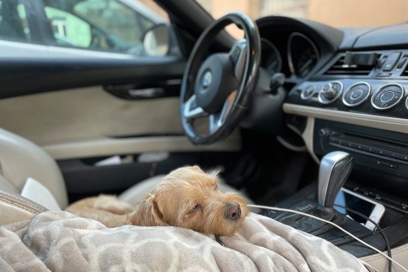 dog sleeping on a blanket in the driver's seat of a car
