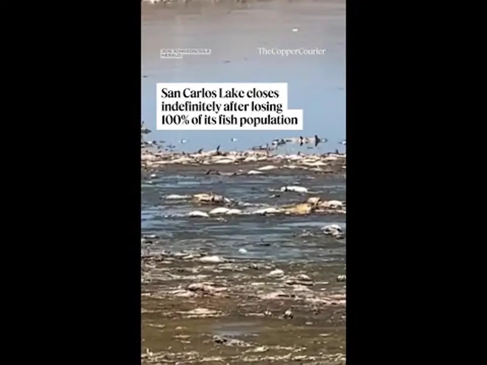 Mass fish die-off at San Carlos Lake in Arizona