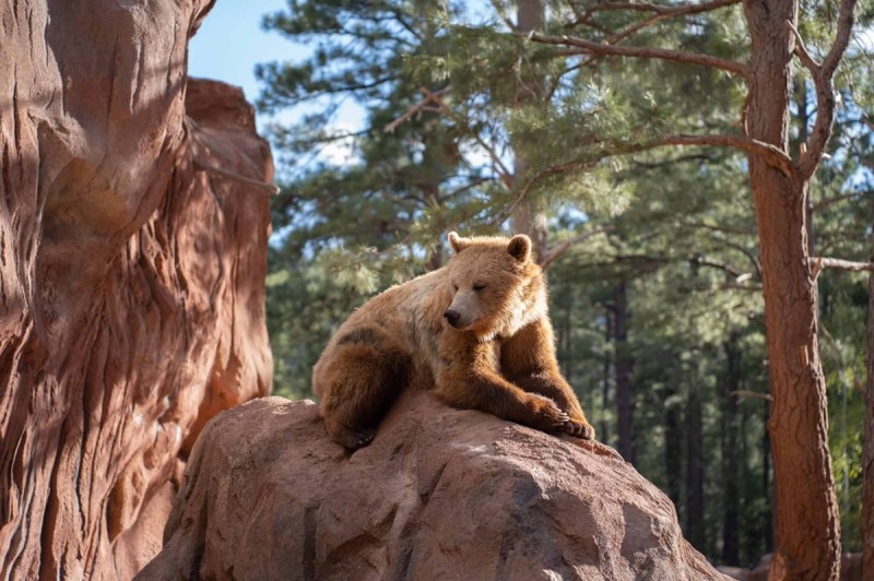 A grizzly bear in an exhibit at one of our recommended Arizona day trips