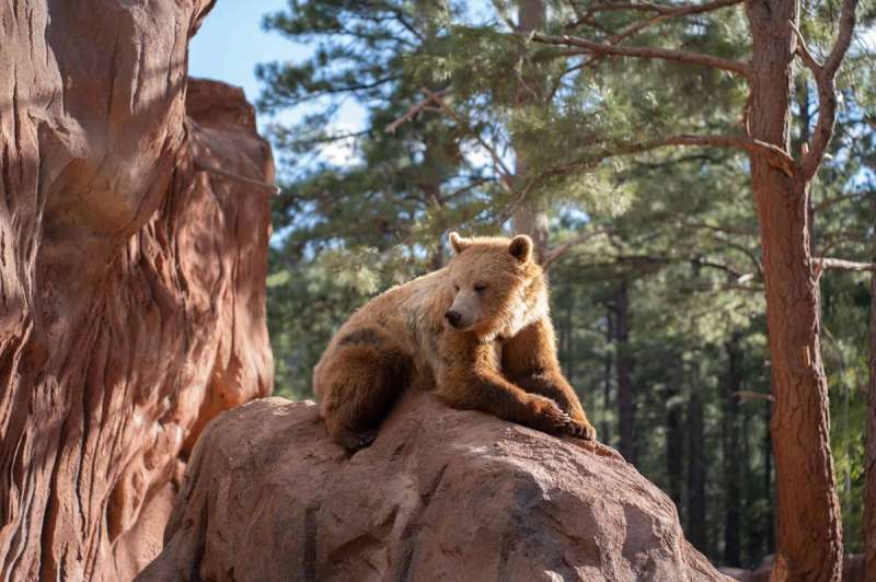 A grizzly bear in an exhibit at one of our recommended Arizona day trips