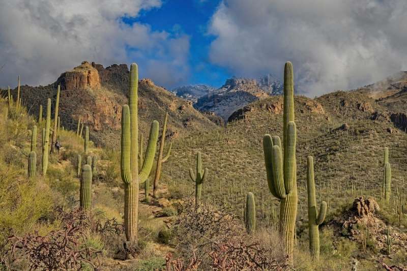 saguaros on a mountainside