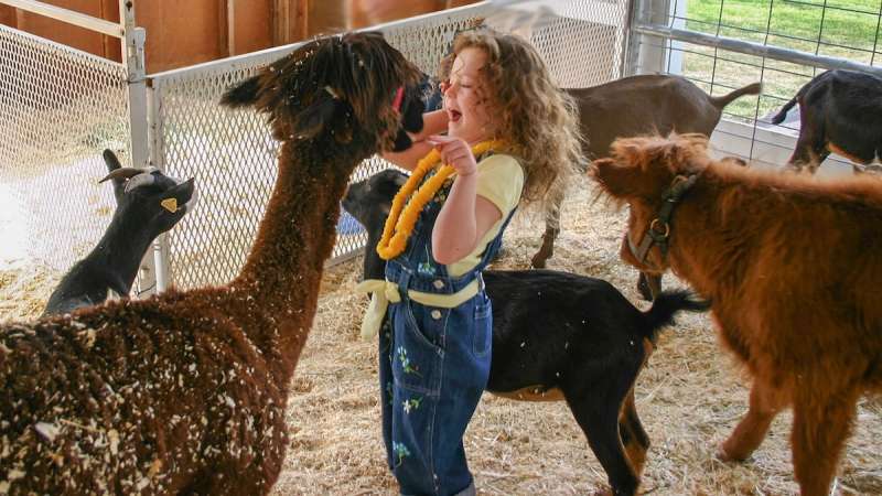 little girl looking at llama in a pen of llamas