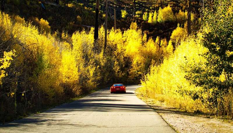 leaf peeping in Arizona